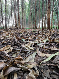 Surface level of dry leaves in forest