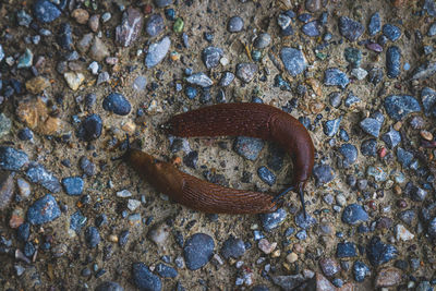 High angle view of crab on beach