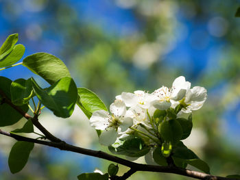 Close-up of white flowering plant