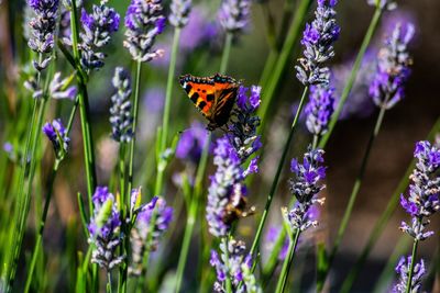 Close-up of butterfly on purple flowering plant