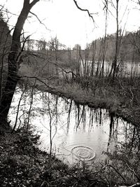 Reflection of trees in water