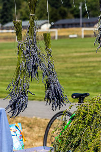 Close-up of plant hanging on field