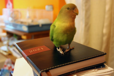 Close-up of parrot perching on table at home
