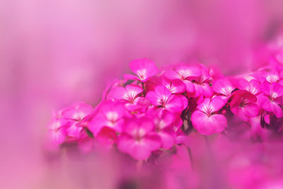 Close-up of pink cherry blossom