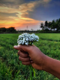 Man holding white flowers over filed against sky during sunset