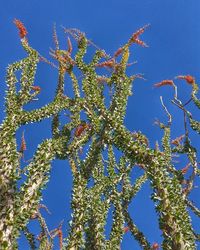 Low angle view of tree against clear sky
