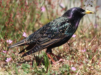 Close-up of bird perching on a field