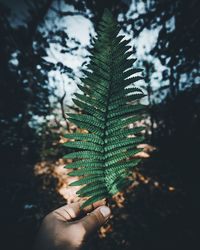 Cropped hand holding leaves against trees in forest