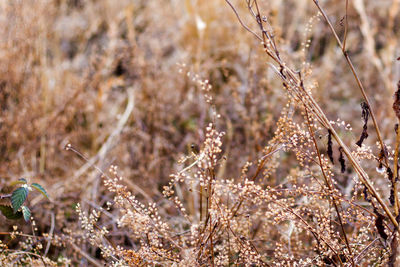 Close-up of dry plants on field