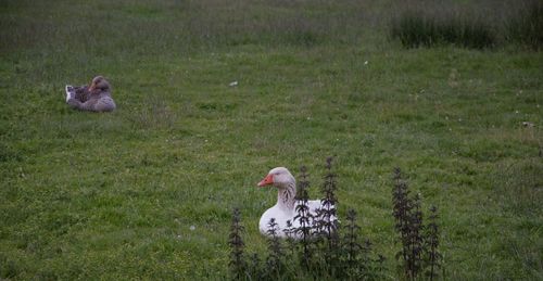 Two ducks on a field