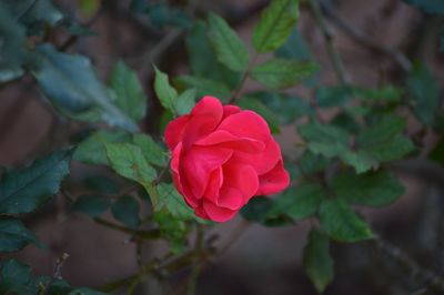 Close-up of pink rose