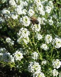 Close-up of honey bee on white flower