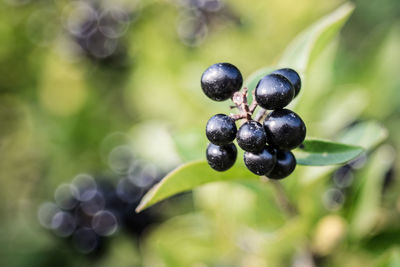 Close-up of berries growing on plant