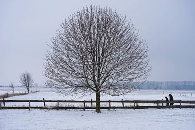 Bare trees on snow covered landscape