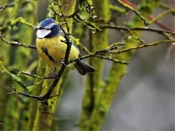 Close-up of bird perching on branch