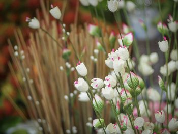 Close-up of white flowering plants on field