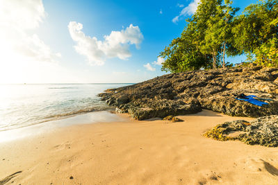 Tree on beach against sky