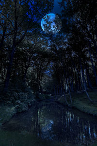 Trees growing in forest against sky at night