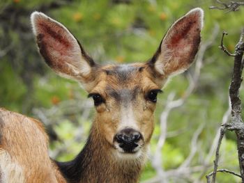 Close-up portrait of deer