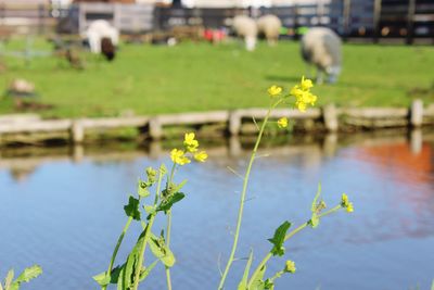 Flowering plant against lake