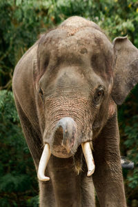 Close-up of elephant