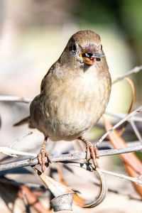 Close-up of bird perching on a branch