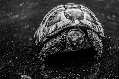 Close-up of turtle in water