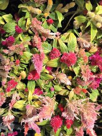 Full frame shot of cactus plants