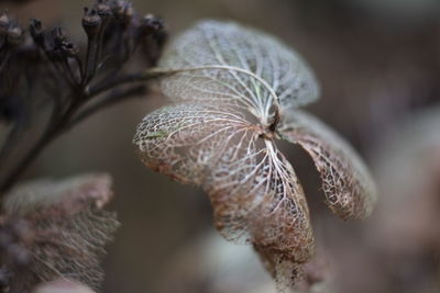 Close-up of wilted plant