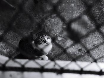 High angle portrait of cat by fence