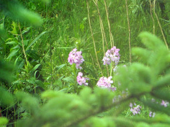 Close-up of flowers growing in field