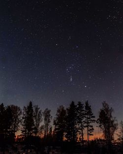 Low angle view of silhouette trees against star field