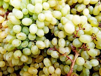 Grapes of cyprus