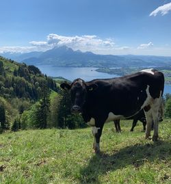 Cows grazing in a field