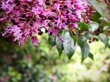 Close-up of bee pollinating on flower