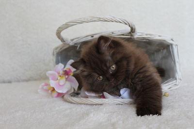 Close-up portrait of kitten on flower