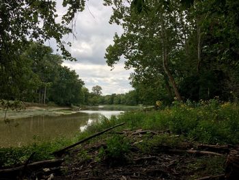 Scenic view of lake in forest against sky