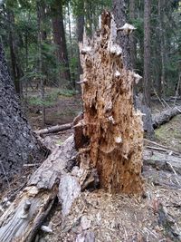 Close-up of tree stump in forest