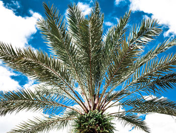 Low angle view of palm trees against cloudy sky