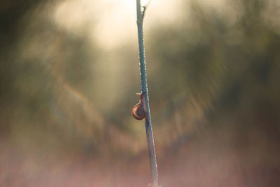 Close-up of plant with snail 