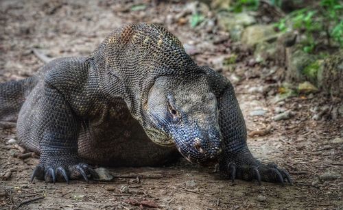 Close-up of lizard