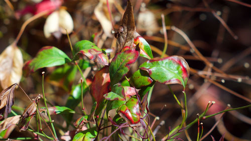 Close-up of fruit on plant