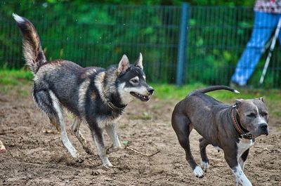 View of dogs running on field