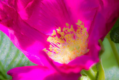 Close-up of pink flowers