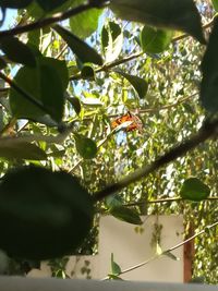 Low angle view of insect on tree