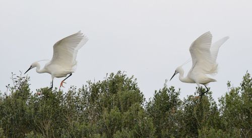 Low angle view of birds flying against clear sky