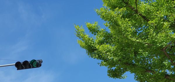 Low angle view of tree against blue sky