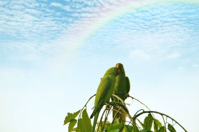 Low angle view of bird perching on leaf against sky