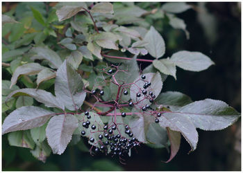 Close-up of insect on plant
