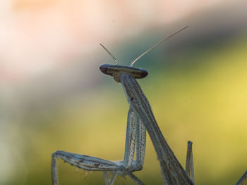 Close-up of insect against blurred background